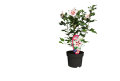 Hibiscus syriacus 19 cm potte